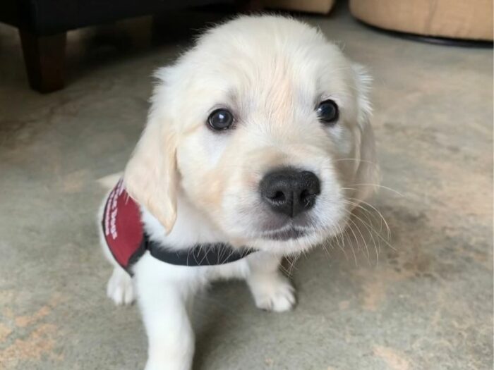 How to train an emotional support dog: the basics - Golden Retriever puppy in a down-stay wearing light blue training vest