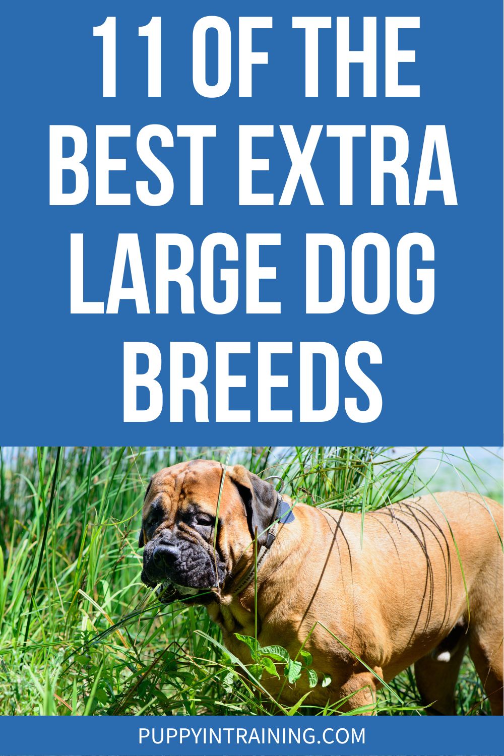 11 Of The Best Extra Large Dog Breeds - Bullmastiff standing in the high grass