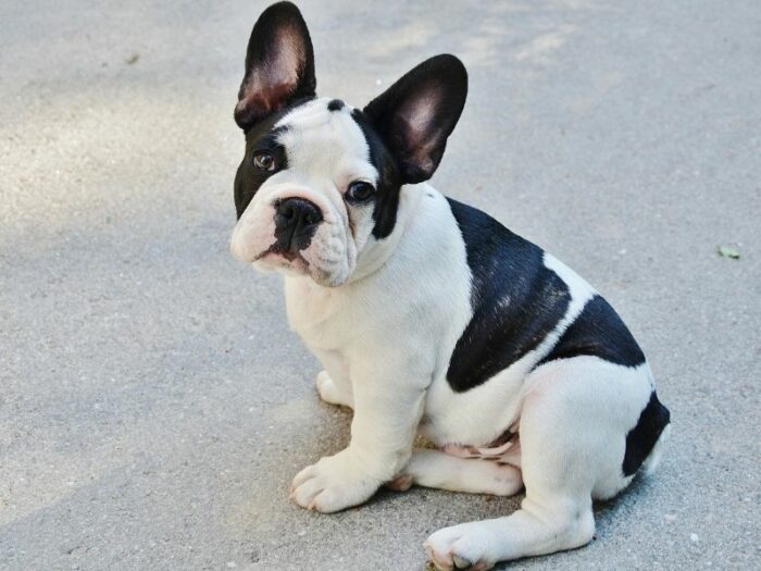 French Bulldog Facts - Black & White French Bulldog