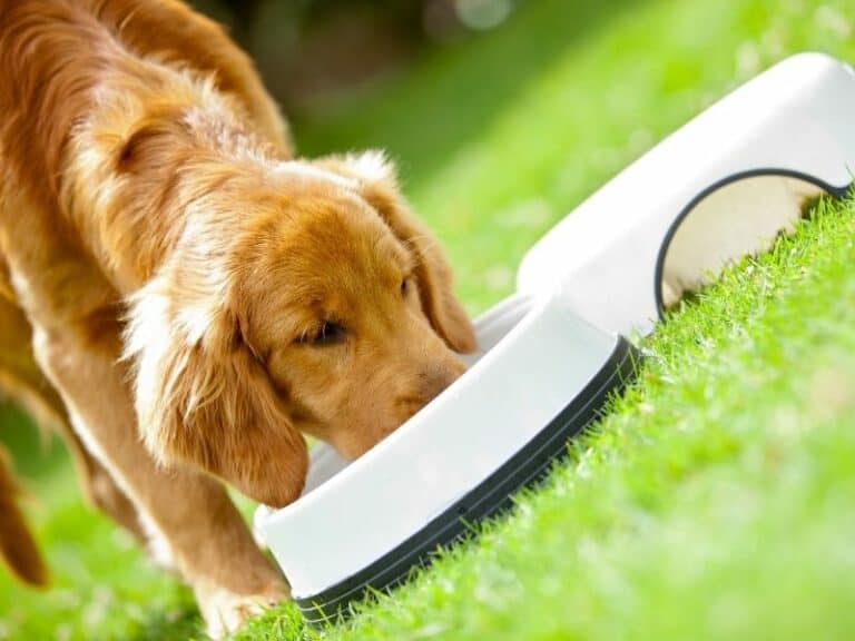 How Much Should I Feed My Golden Retriever Puppy? [Food Chart and Feeding Guidelines]