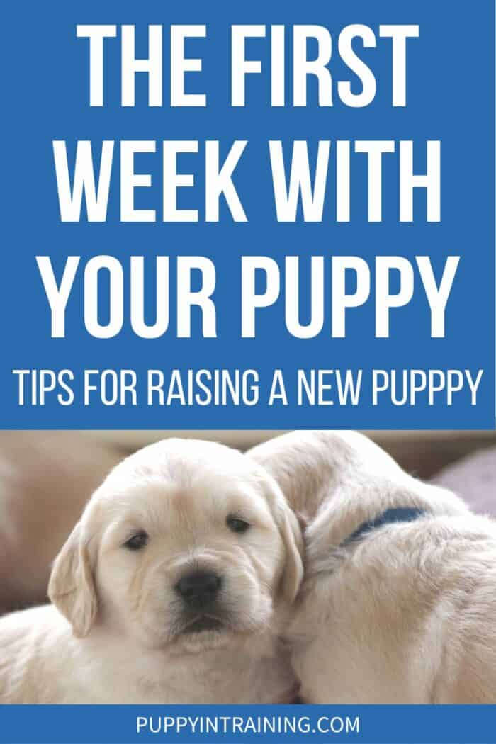 The First Week With Your Puppy - Tips For Raising A New Puppy - Golden Retriever puppies cuddling