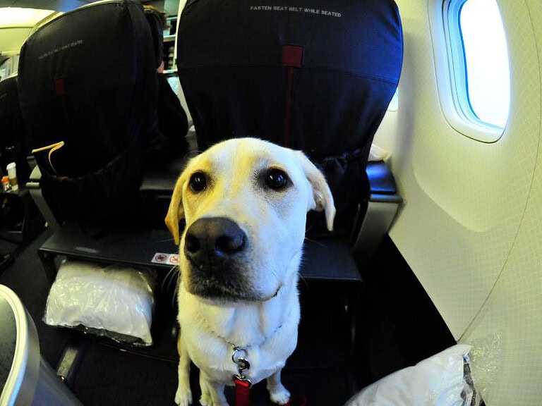 Everything You Need To Know About Flying With Large Dogs