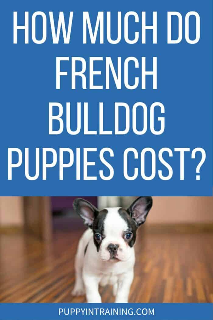 How Much Do French Bulldog Puppies Cost? - french bulldog puppy