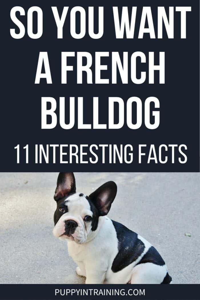 So You Want A French Bulldog - 11 Interesting Facts - Black & White Frenchie sitting.