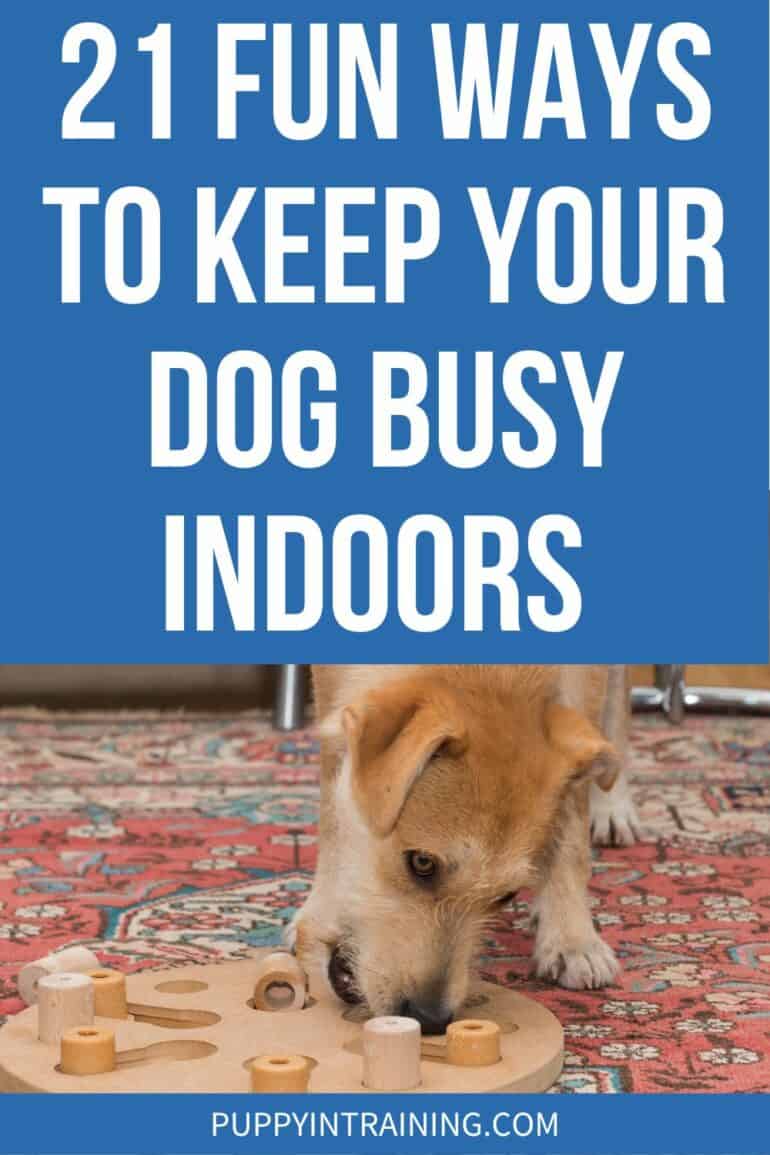 21 Fun Ways To Keep Your Dog Busy On A Rainy Day - dog playing with puzzle toy