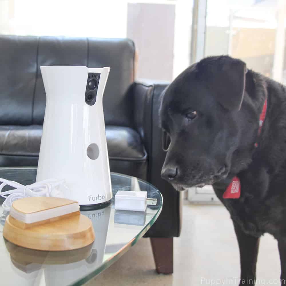 Furbo Dog Camera and Stetson