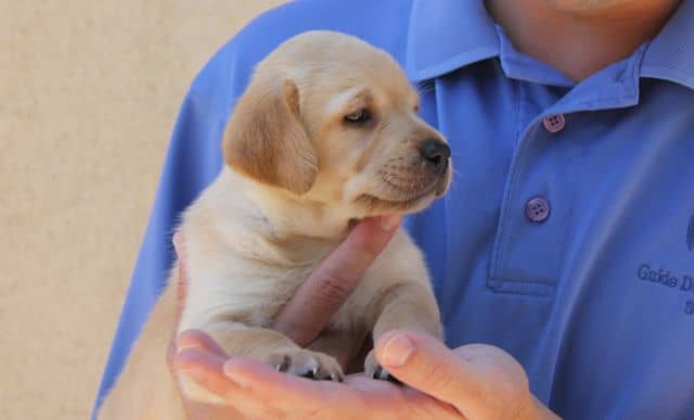 Future guide dog puppy