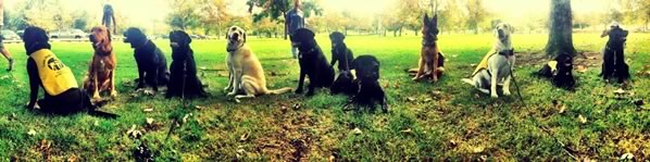 Puppy socialization at Irvine Park