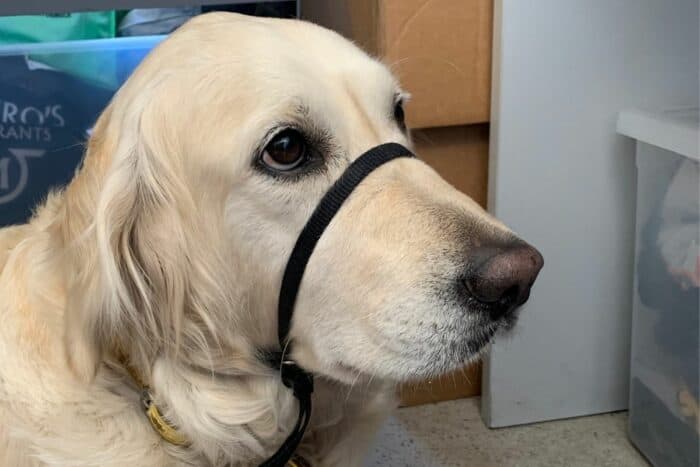 Gentle Leader Golden Retriever - English Cream Golden Retriever wearing a gentle leader