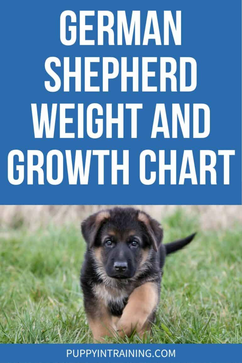 German Shepherd Growth And Weight Chart - GSD puppy running through grass