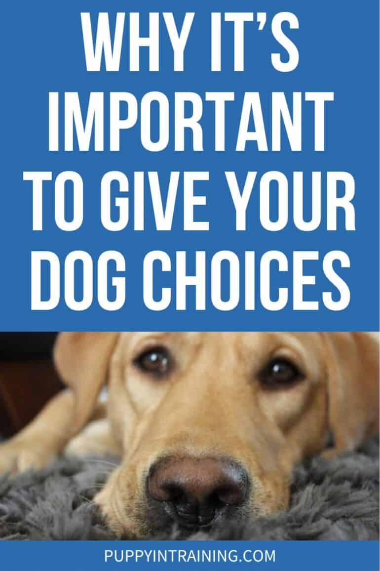 Why It's Important To Give Your Dog Choices - Yellow lab nose