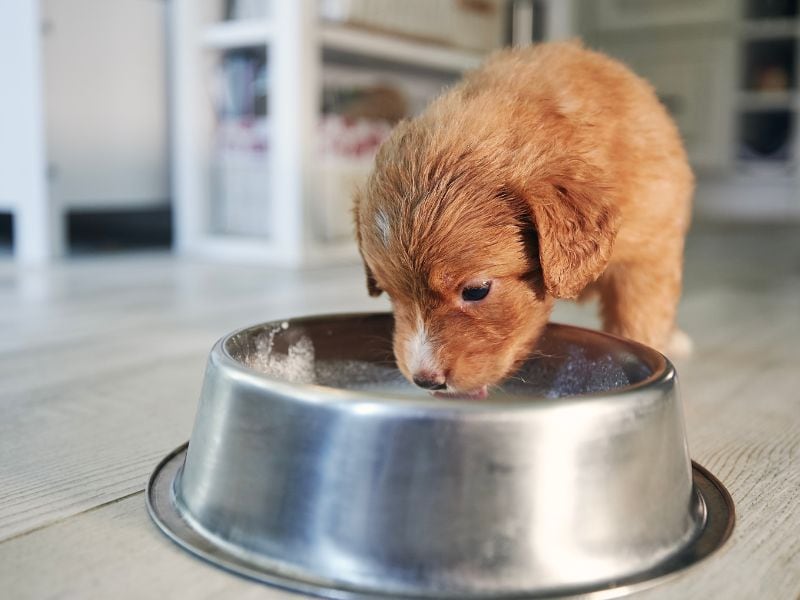 Goat Milk For Dogs - puppy drinking milk