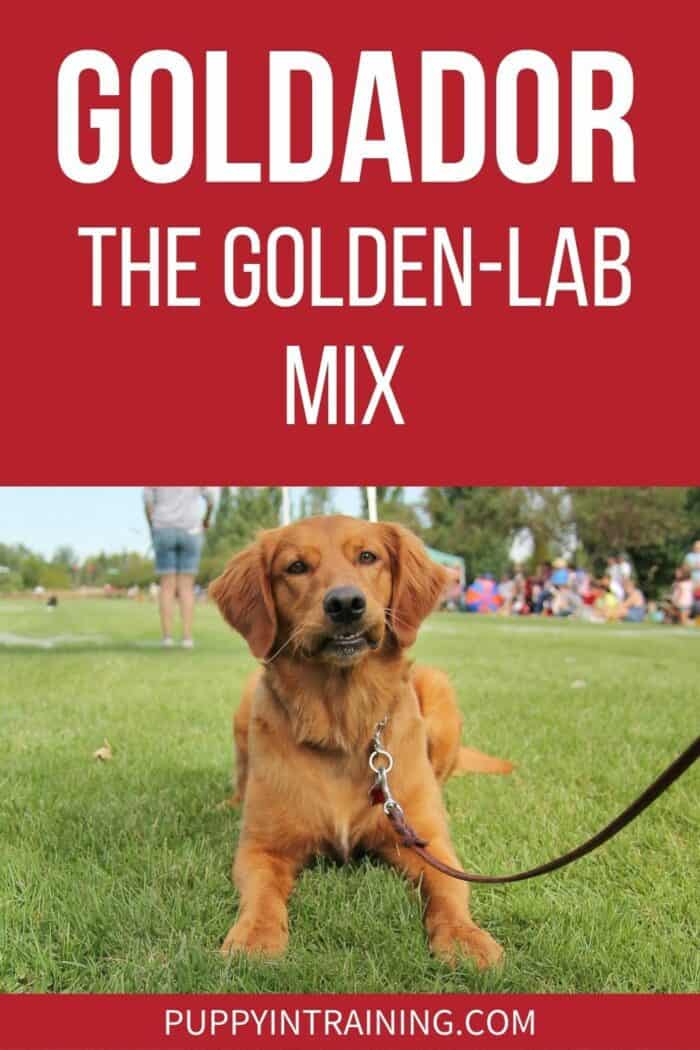 Goldador - The Golden-Lab Mix - a Golden Retriever Labrador Retriever mix is down in the grass with a funny look on his face.