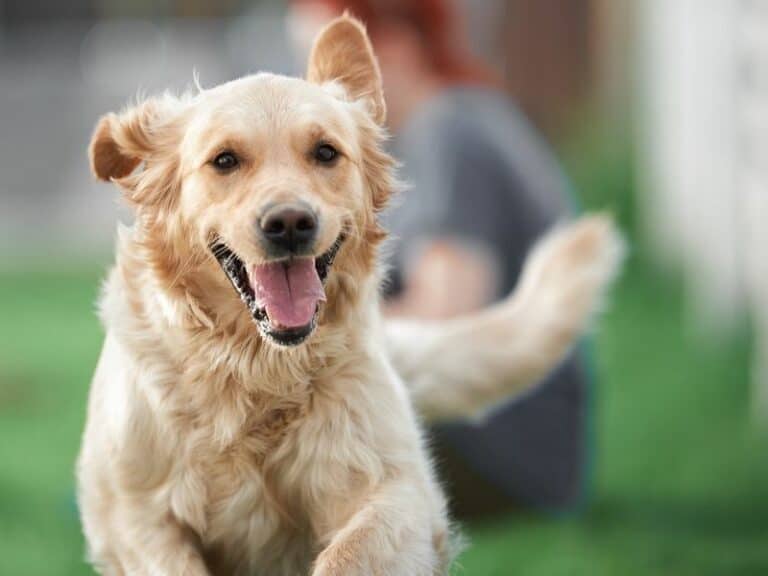 How Much Exercise Does a Golden Retriever Need?