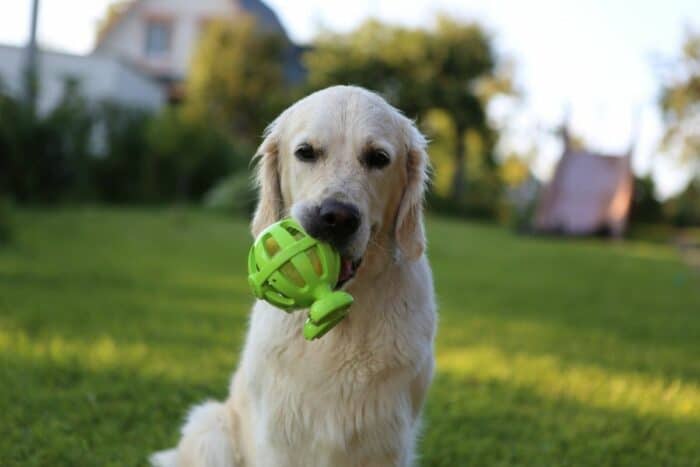 Golden Retriever holding green toy sitting on the grass