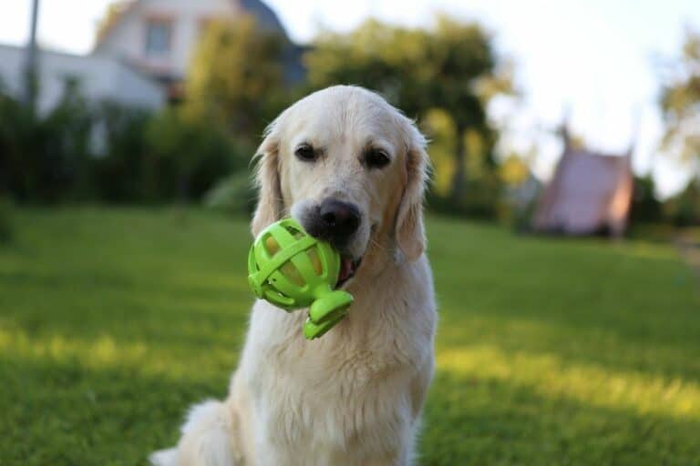 Why Won’t My Golden Retriever Release His Toys?