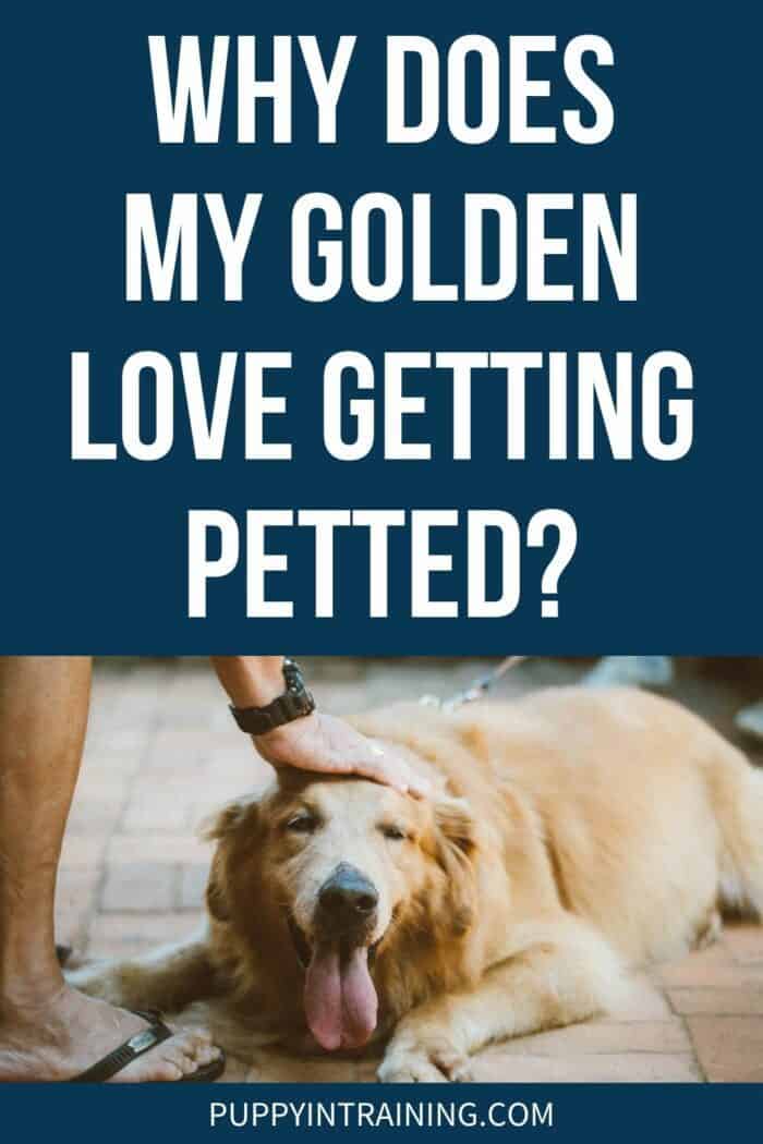 Why Does My Golden Love Getting Petted? - Golden Retriever lying down getting petted.