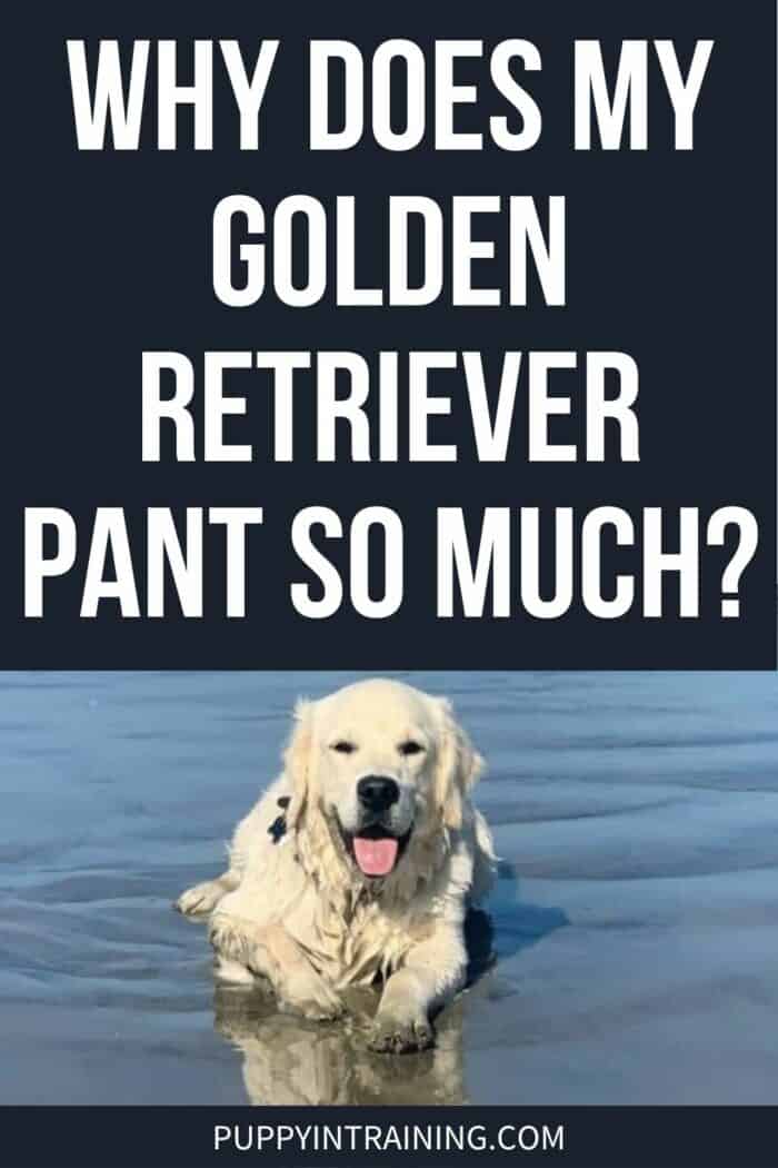 Why Does My Golden Retriever Pant So Much? - Golden panting at the beach