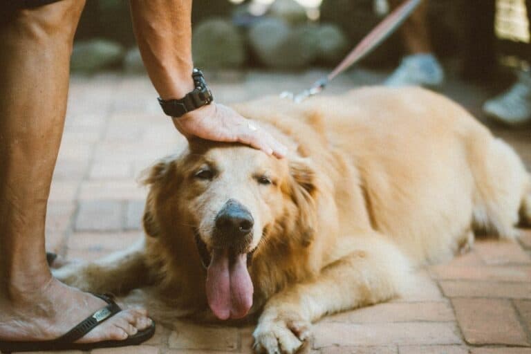 Why Does My Golden Retriever Always Want To Be Petted?