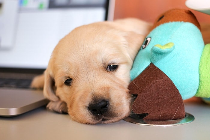 Golden Retriever Puppy