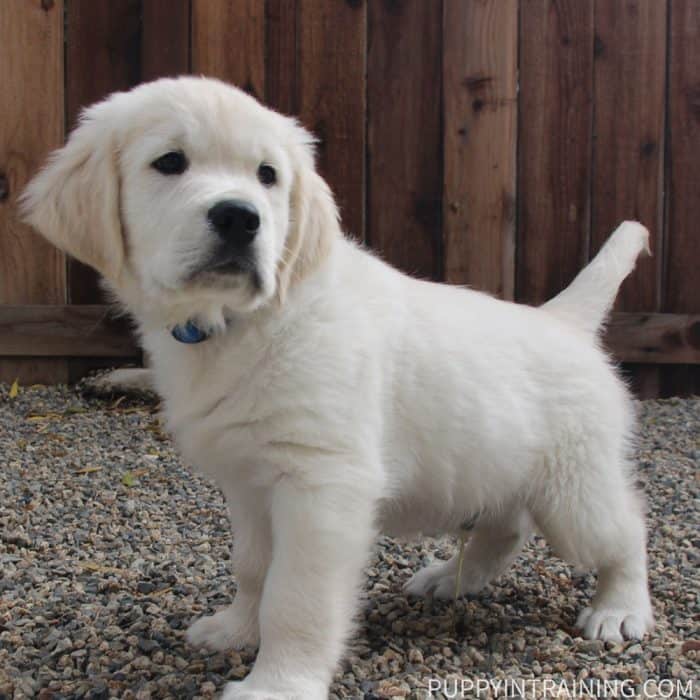 Golden Retriever puppy peeing on the gravel.