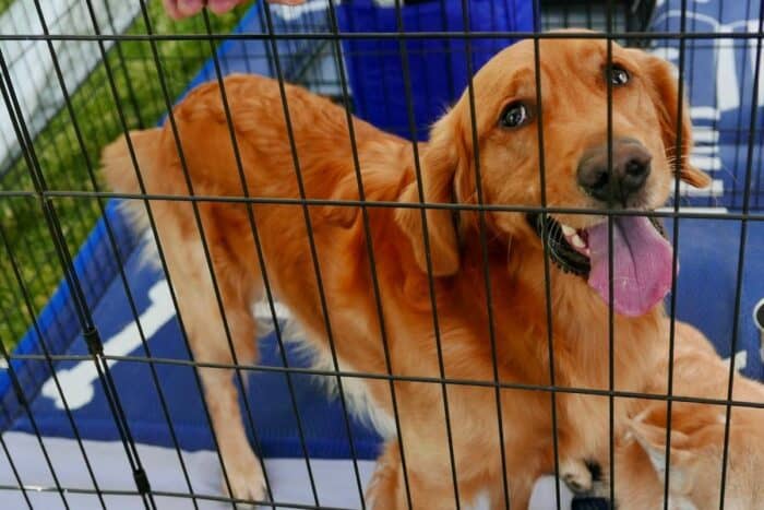 Golden Retriever standing behind a gate