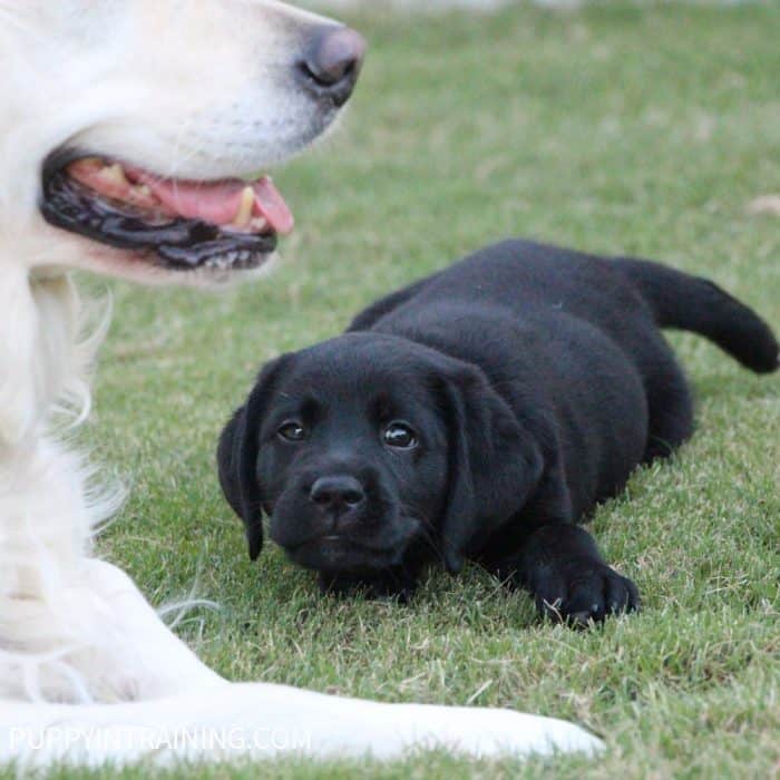 Black Lab puppy lying on grass with Golden Retriever in the frame.