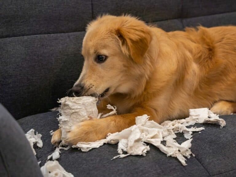 7 Common Golden Retriever Behavior Problems and How To Fix Them