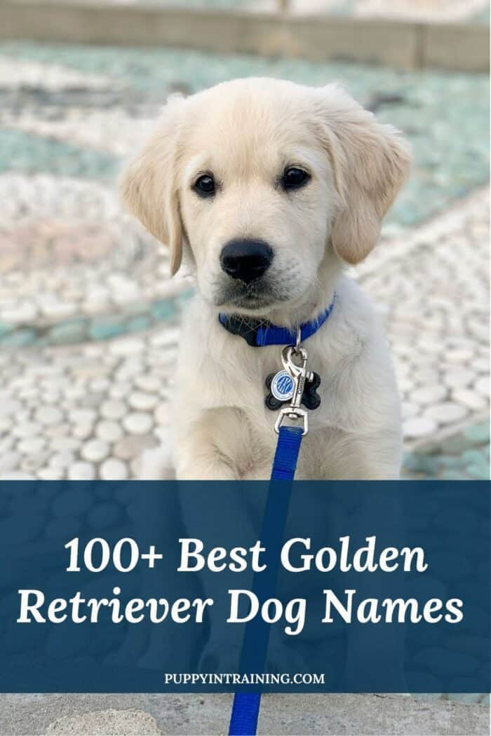 100+ Best Golden Retriever Dog Names - English Cream Golden Retriever puppy sitting on pebbled concrete