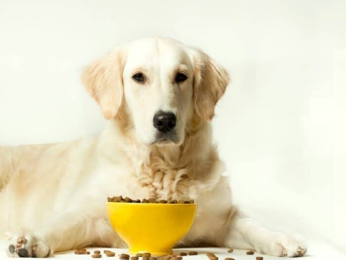 Golden Retriever Eating kibble from yellow bowl of food