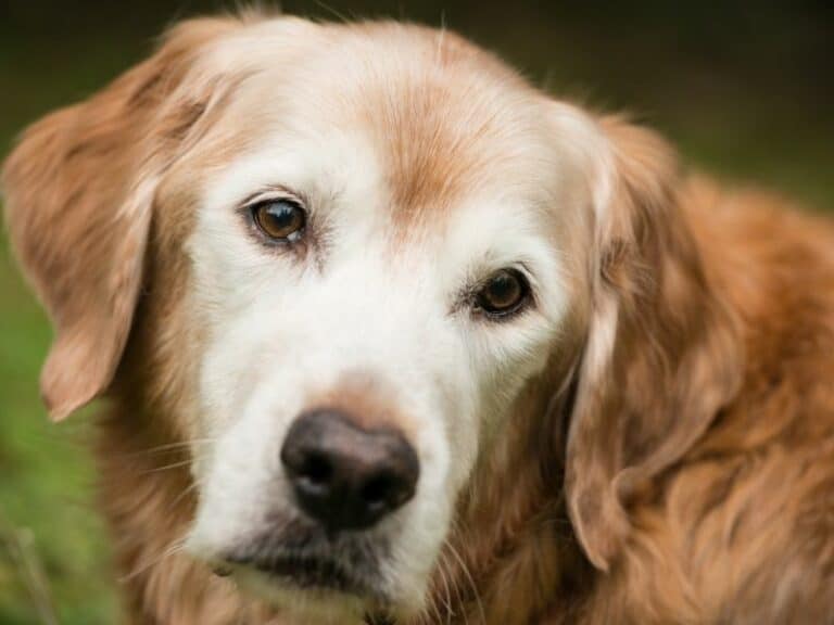 Is 13 Old for a Golden Retriever? What Is the Average Golden Retriever Lifespan?