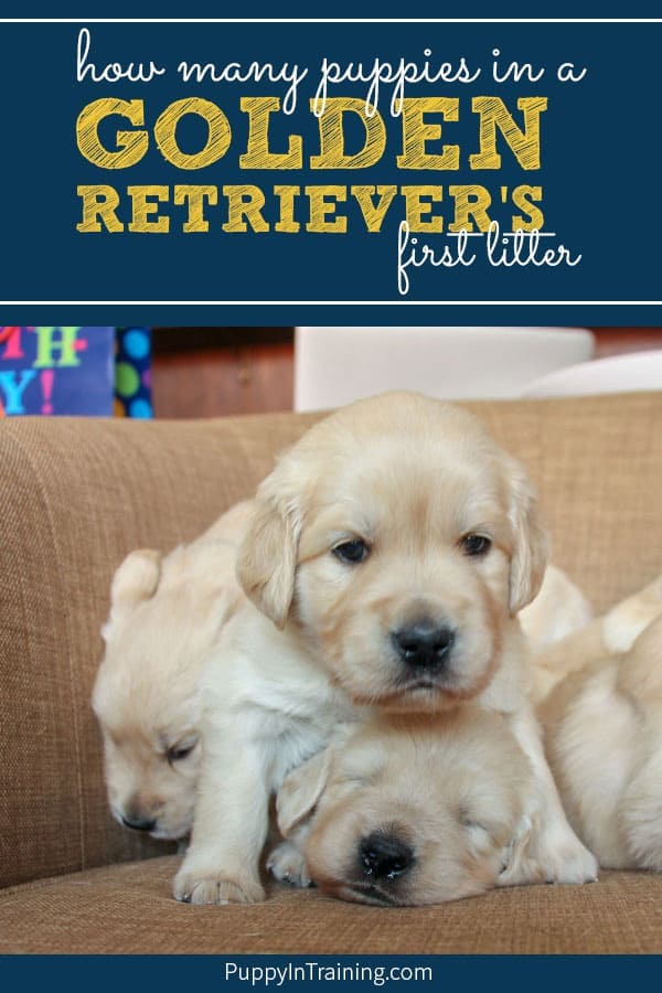 Golden Retriever puppies piling on top of each other.