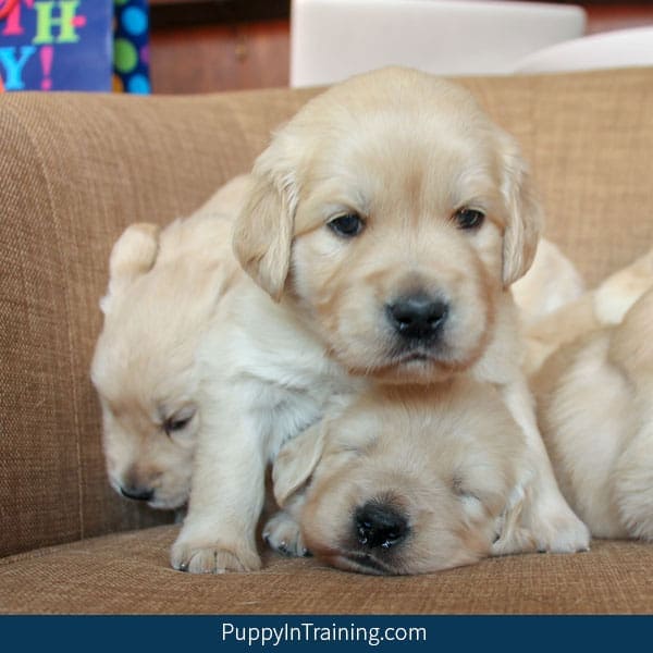 Pile up of Golden Retriever puppies.