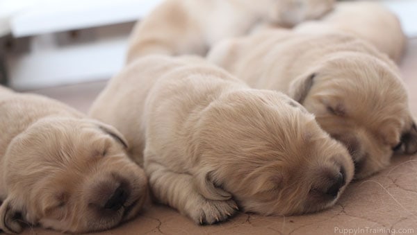 3 Golden Retriever puppies less than a week old.