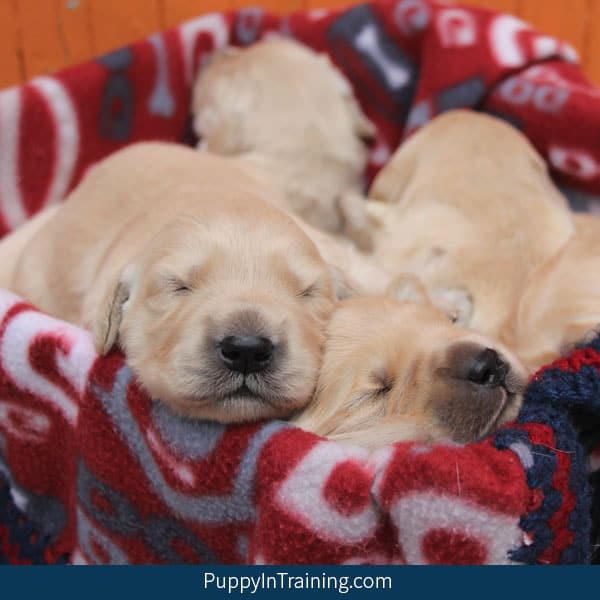 Our Golden Retriever puppies in a basket.