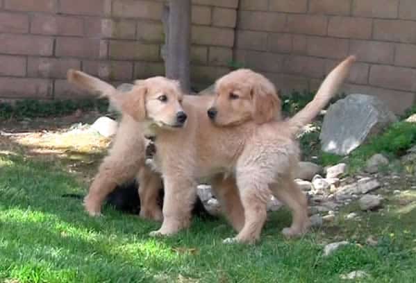 Golden Retriever Puppies