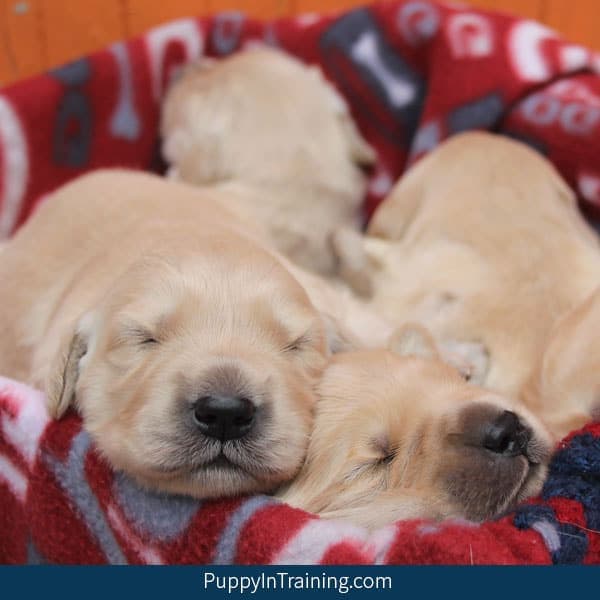 Our litter of Golden Retriever Puppies Week Two