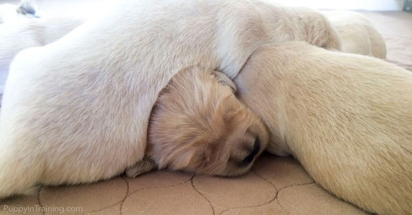 This little Golden Puppy found the perfect head warmers...SIBLINGS!