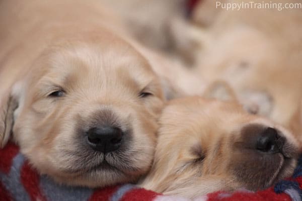 Golden Retriever puppies opened their eyes during week 2/