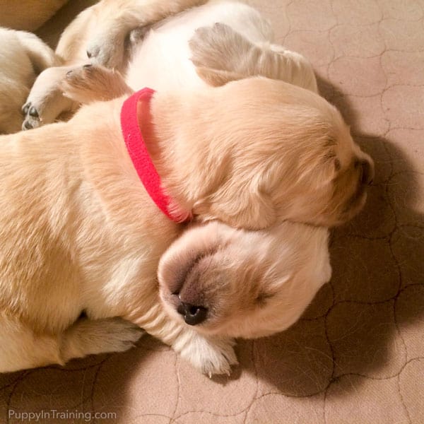 Two or our Golden puppies, Bear and Buster.