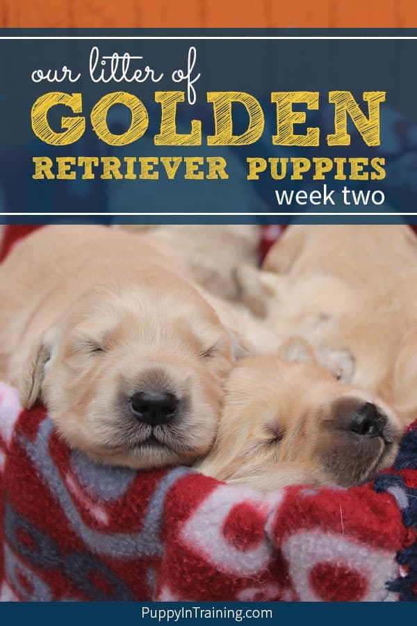 Our litter of Golden Retriever puppies week two. Lots of milestones during week two in a puppies life. Eyes and ears start opening. Of course one of the greatest things…you get to see the first puppy waddles AKA walking. #goldenretrieverpuppy #goldenretrieverpuppies #litterofpuppies #litterofpuppiestips #puppylitter