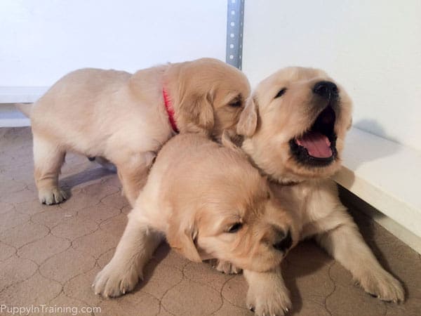 First Bark? or Yawing Puppy? - Day 19