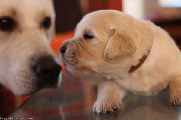 Our little Golden puppy, Gunner meets Service Dog Puppy In Training, Archer - Day 20