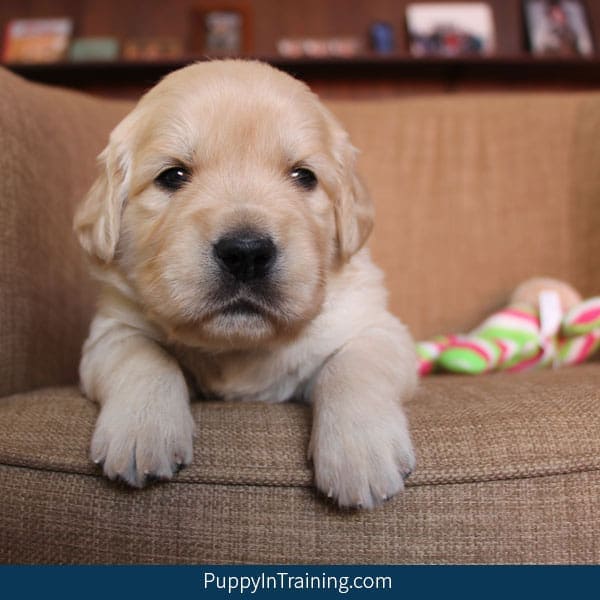 Golden Retriever Puppies - Week 4