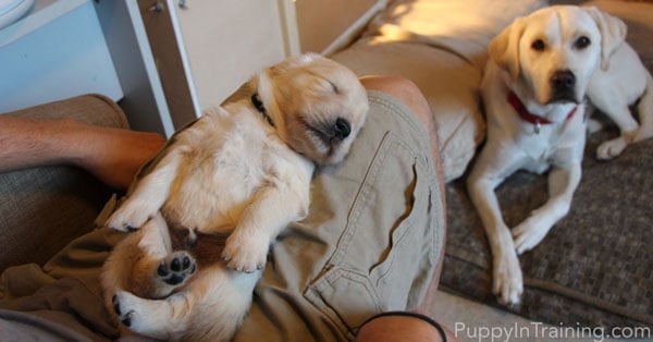 Golden Pups Week 4 - Cradling while trimming puppy nails