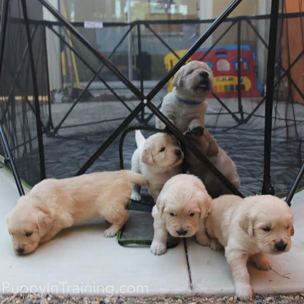 Golden Pups Week 4 - Puppies exploring new surfaces.