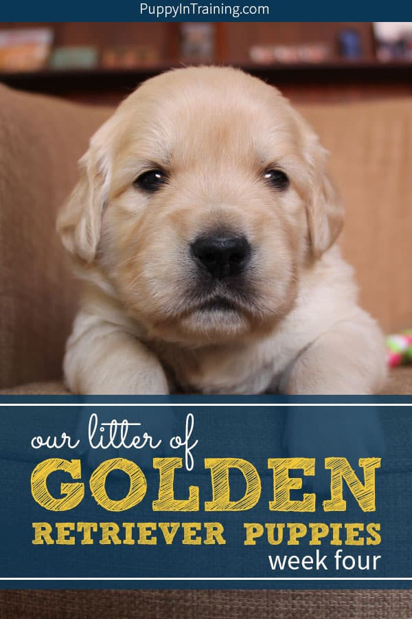 Our litter of Golden Retriever puppies week 4. Our Golden puppies are quite adorable at week 4 and not as messy as they will be in weeks 5-8. These Golden pups get their nails trimmed every week and learn to walk on new surfaces in preparation for service dog work. #servicedogpuppy #goldenretrieverpuppy #goldenpuppies #puppyintraining #litterofpuppies #goldenretrievers