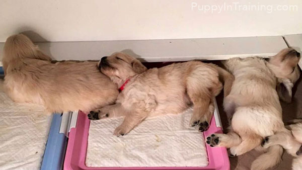 Golden Puppies - Pee Pads or Puppy Beds?