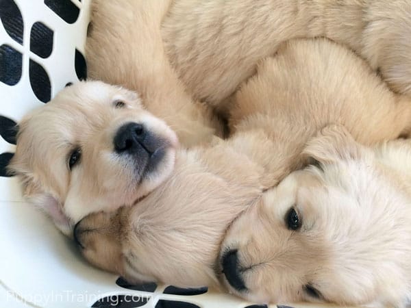 5 Week Old Golden Puppies Play in laundry basket