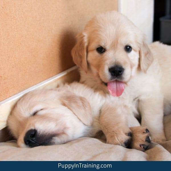 Golden Retriever puppies week 6